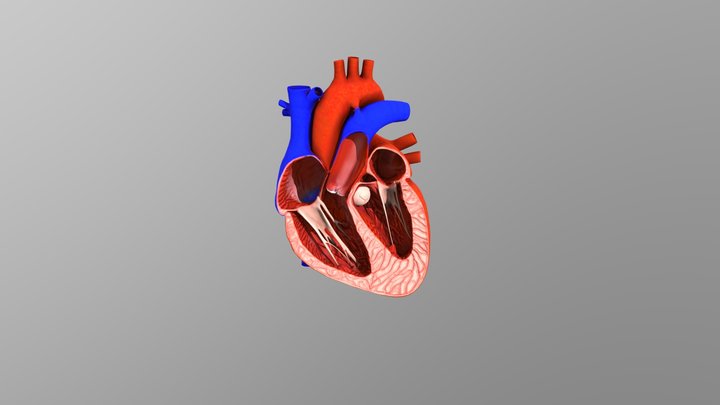 Beating Heart 3D Model