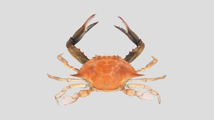 Callinectes sapidus Rathbun, 1896 3D Model