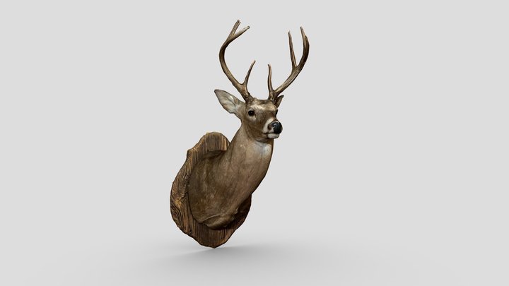 8 pt. Deer Head Mount - taxidermy 3D Model
