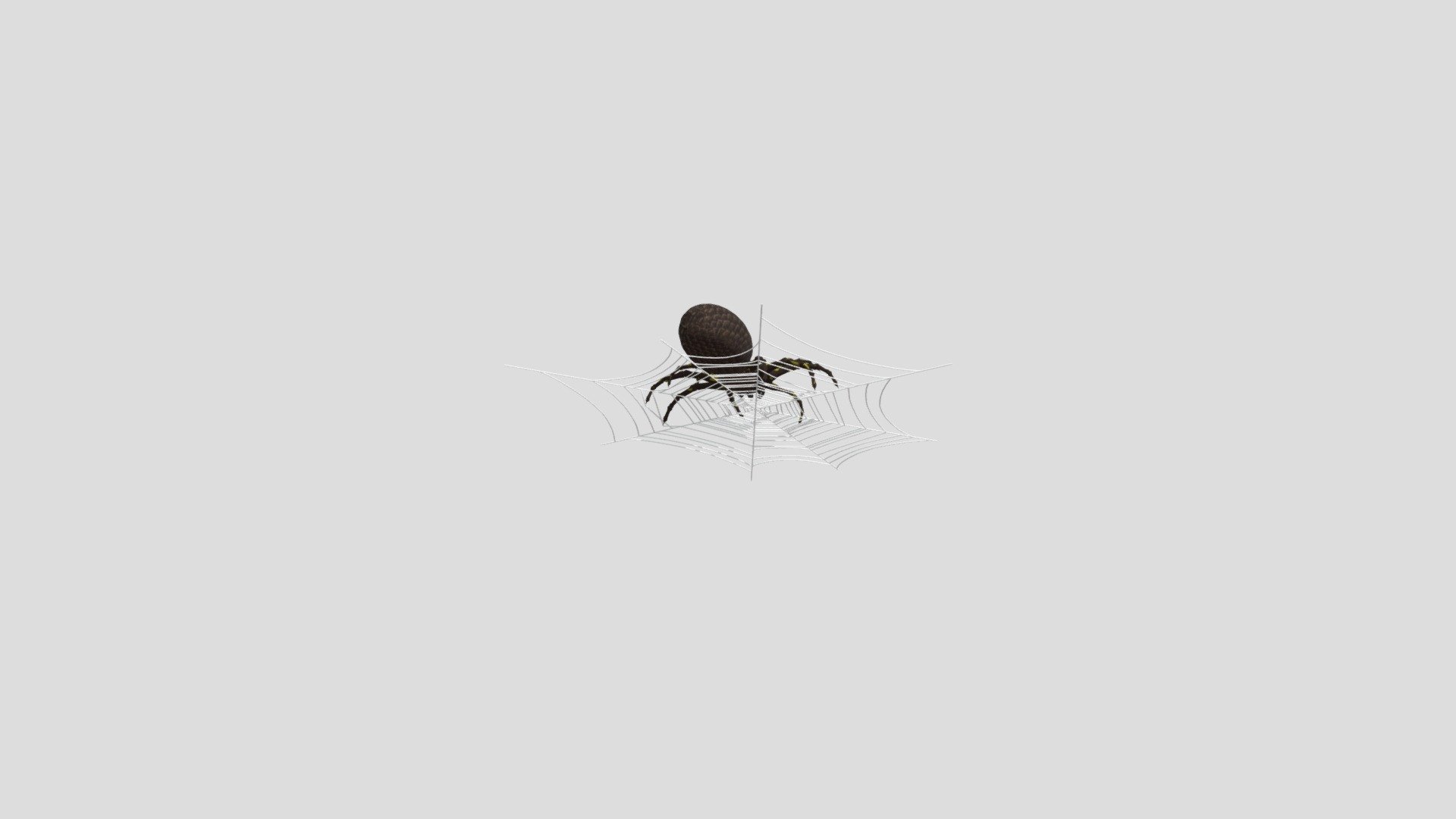 Spider