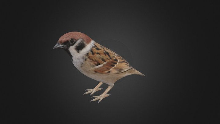 Sparrow 3D Model