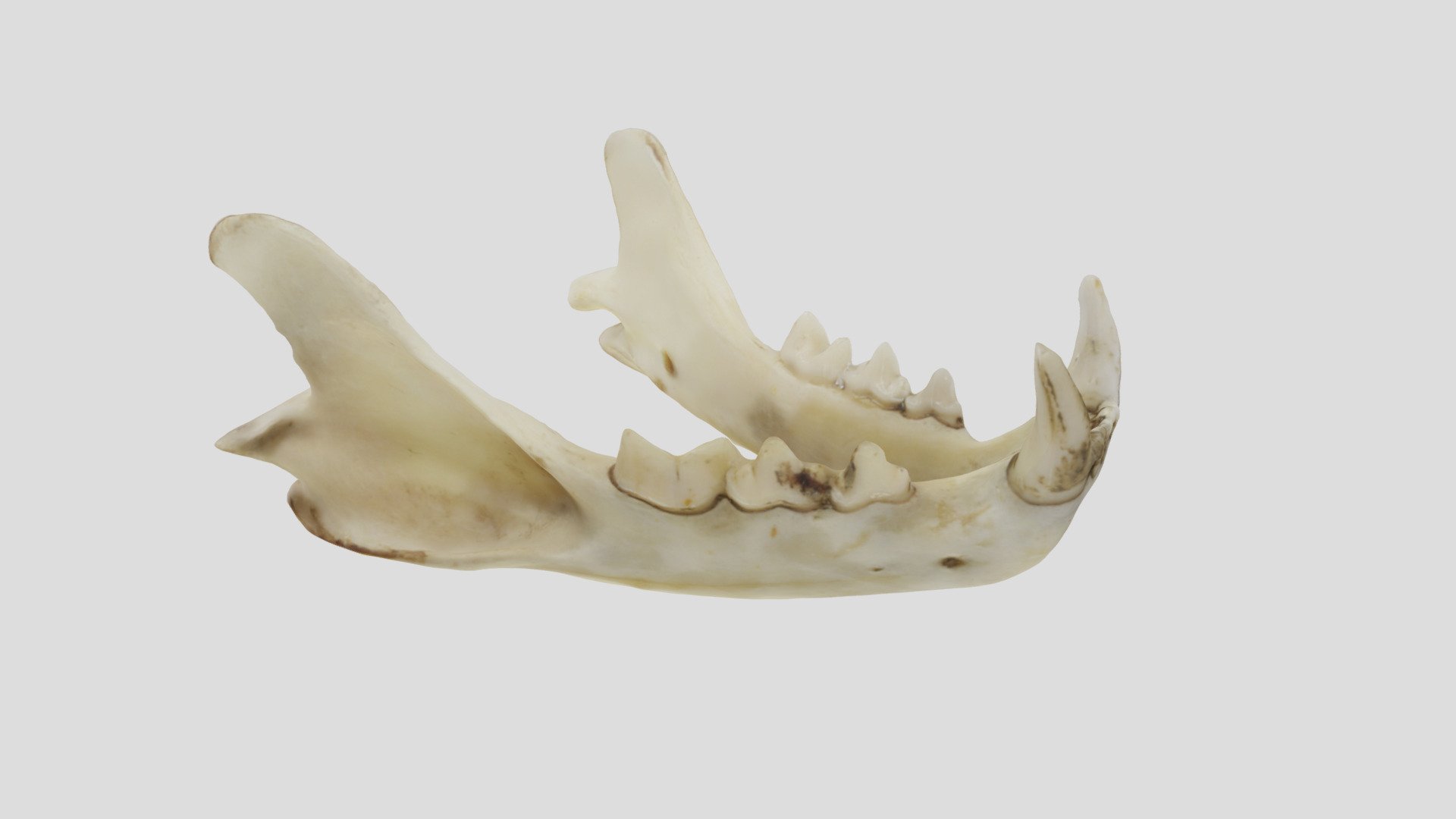 UWYMV:1457, Lynx rufus, mandible