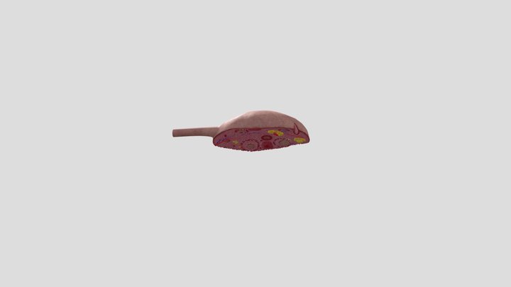Ovary cross section 3D Model