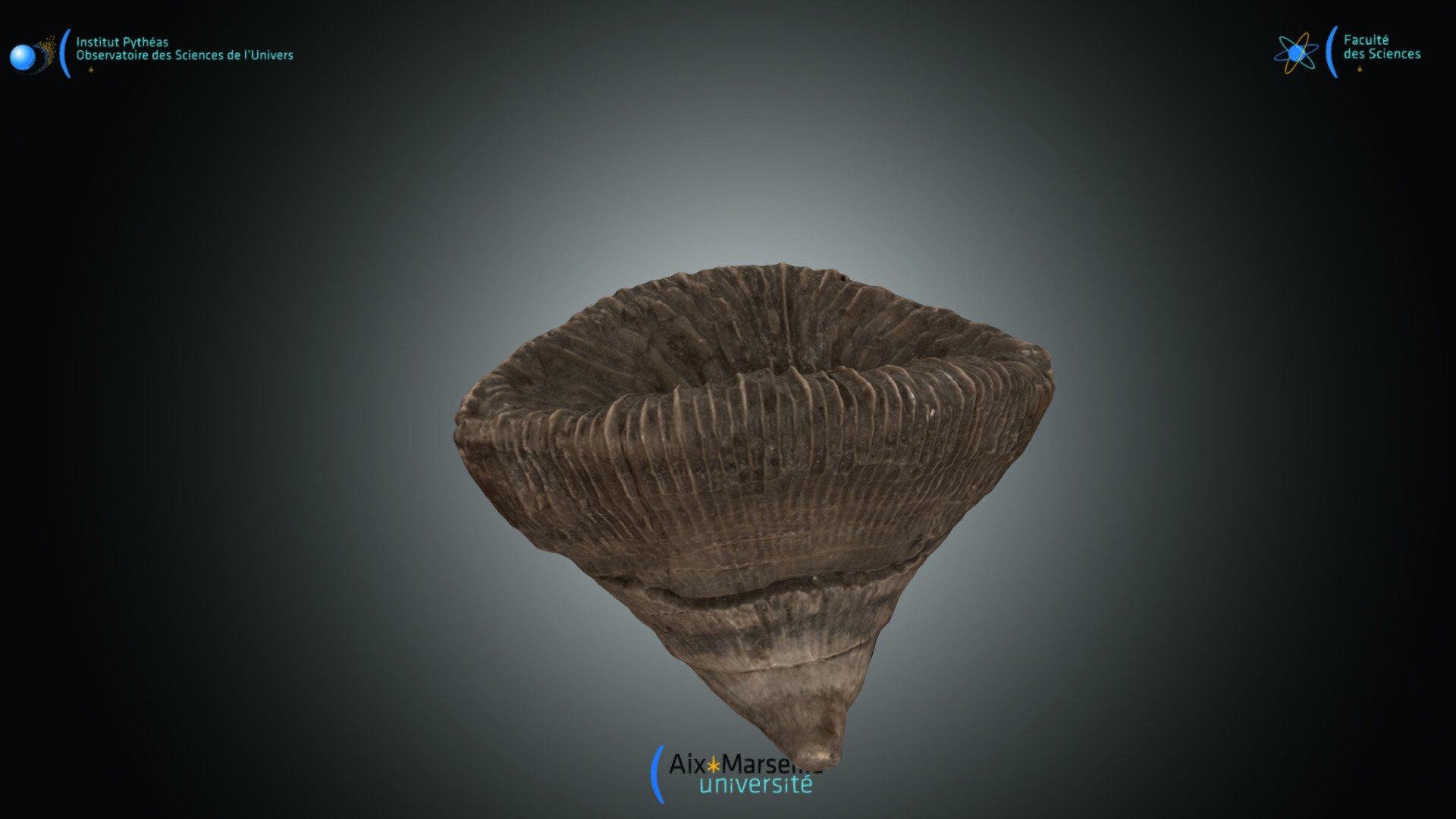 Cnidaire - Placosmilia sp.
