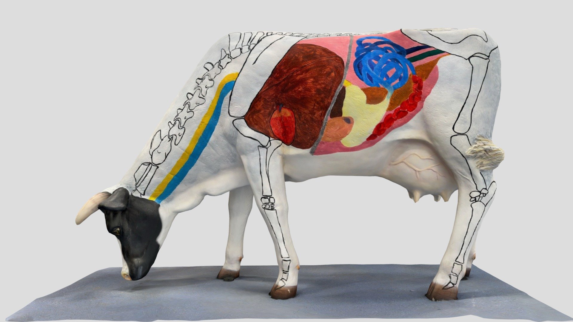 bovine-anatomy-model-3d-model-by-uon-svms-centre-of-innovation