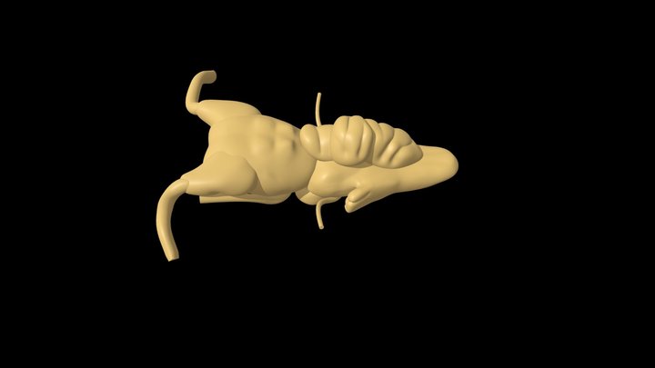 Brain of a freshwater stingray 3D Model