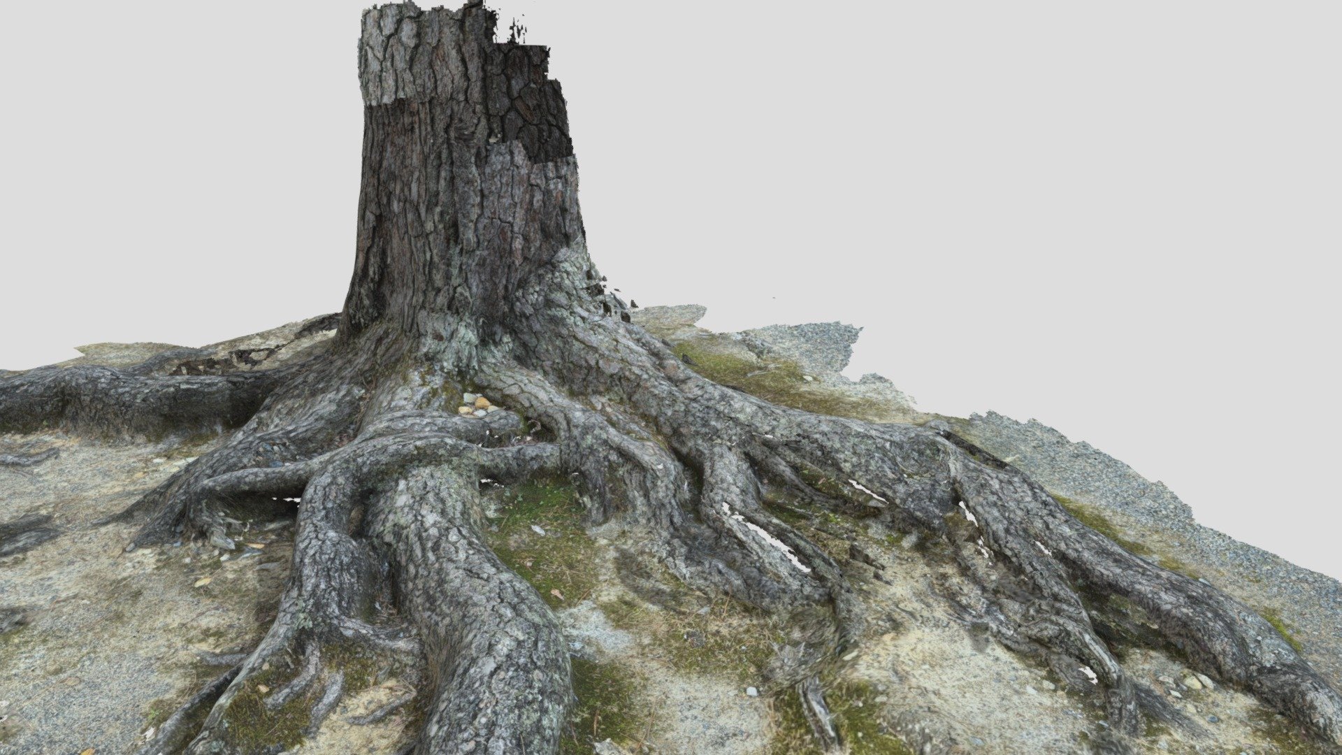 pine tree