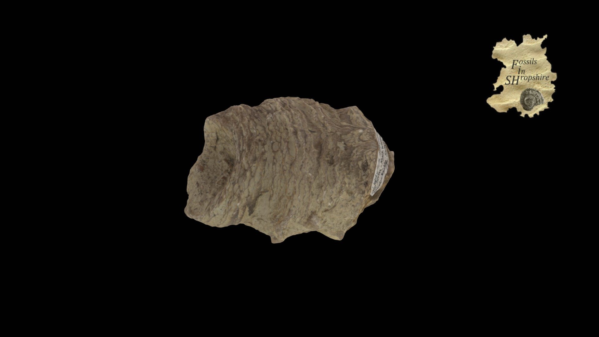 Coral - Ketophyllum