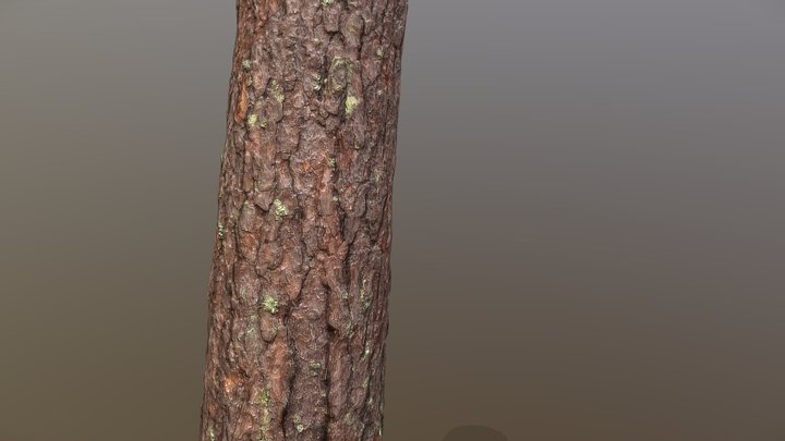 Pine tree trunk