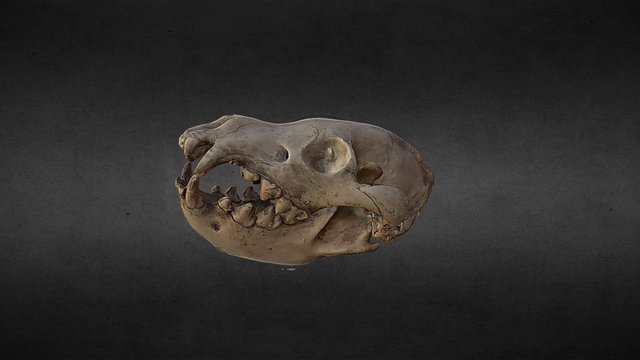 hyena skull 3D Model