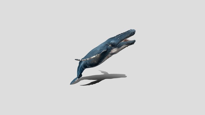 Open-Mouthed Whale Shark – Modello 3D gratuito STL