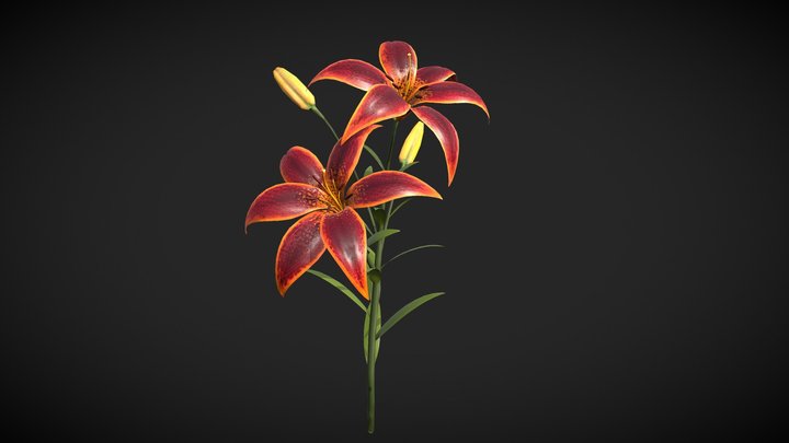 Lily_ForeverSusan 3D Model