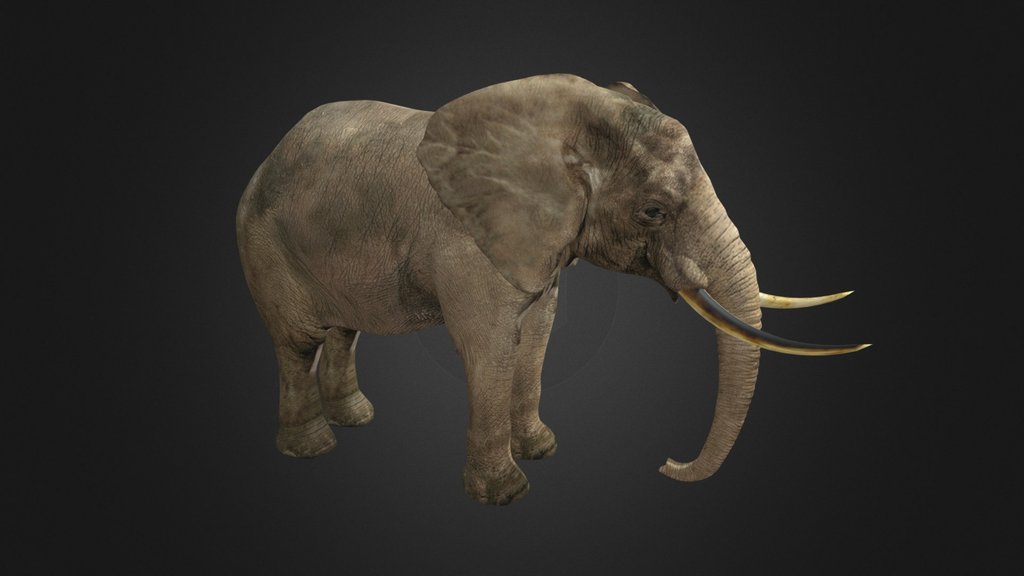 Elephant | Gajah