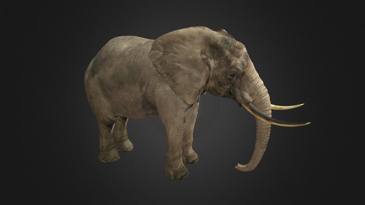 Elephant | Gajah 3D Model