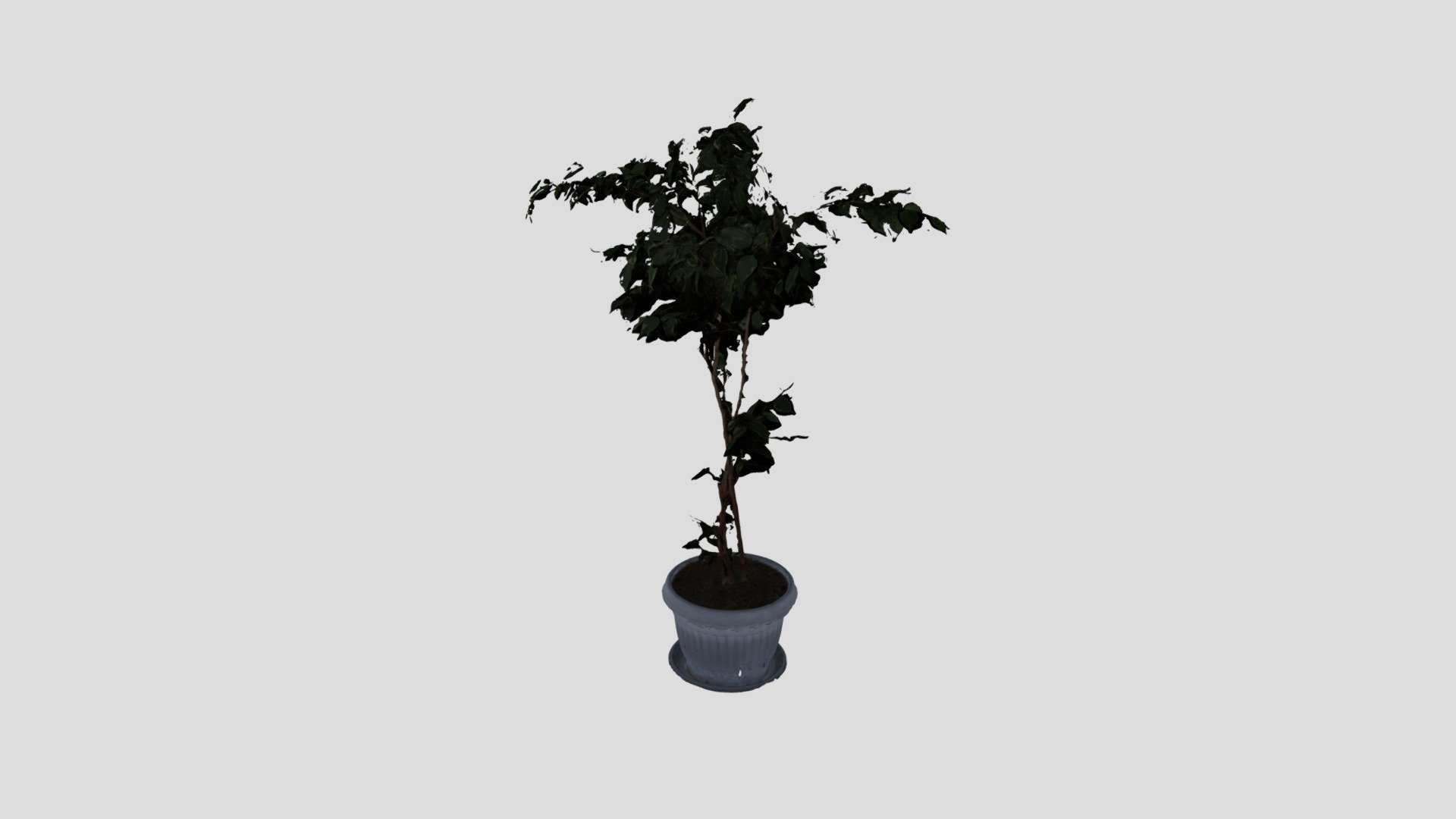 METASHAPE PLANT PROCESSED
