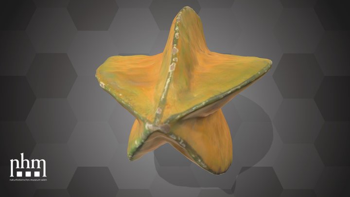 Carambola (NHMW-AFW-DING-0046-147) – Modèle 3D gratuit STL