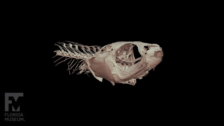 Fish-skeleton 3D models - Sketchfab