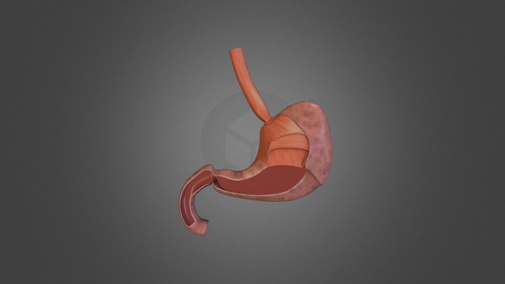 Stomach regions sketchfab 5 3D Model
