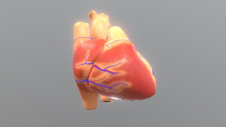 Animated Human Heart 3D Model