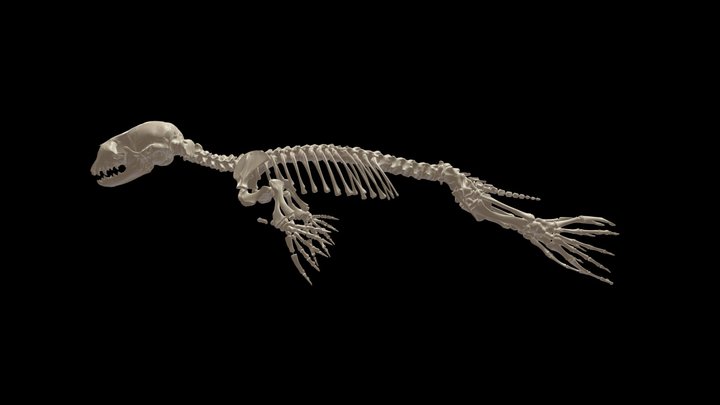 Grey seal (Halichoerus grypus) Pup 3D Model