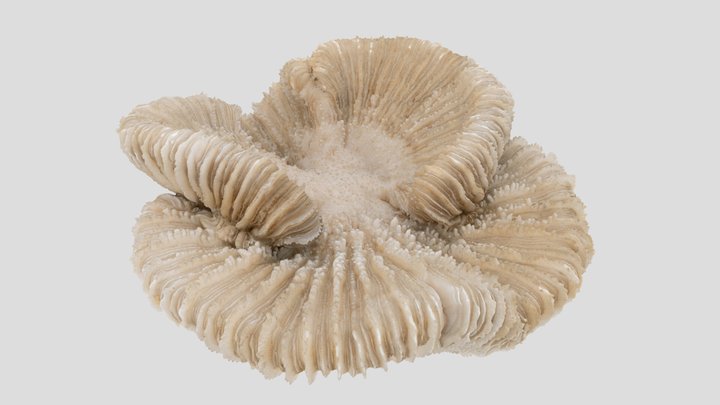 Fungia Coral (NHMW-ZOO-EV-0008405) 3D Model