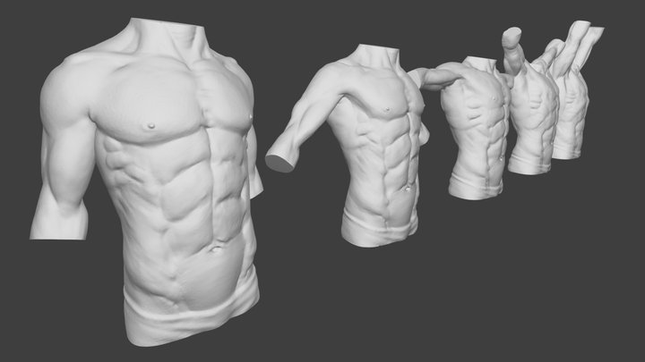 Moving male torso anatomy 3D Model