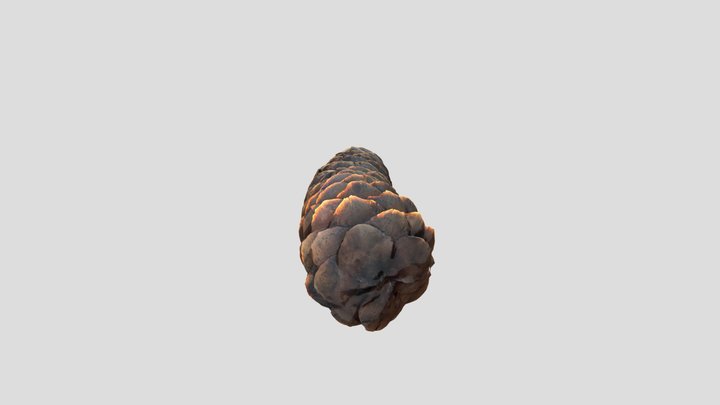 pinecone 3D Model