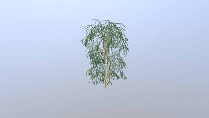 Willow 01 3D Model