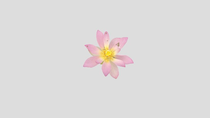 桃白条 3D Model
