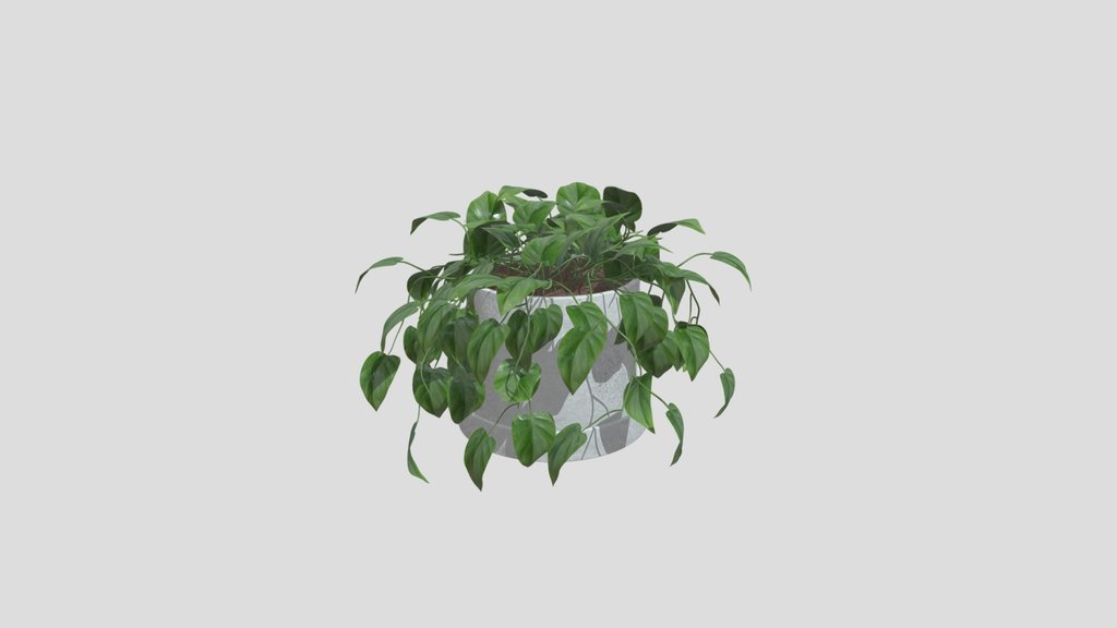 Philodendron Heartleaf Indoor Plant