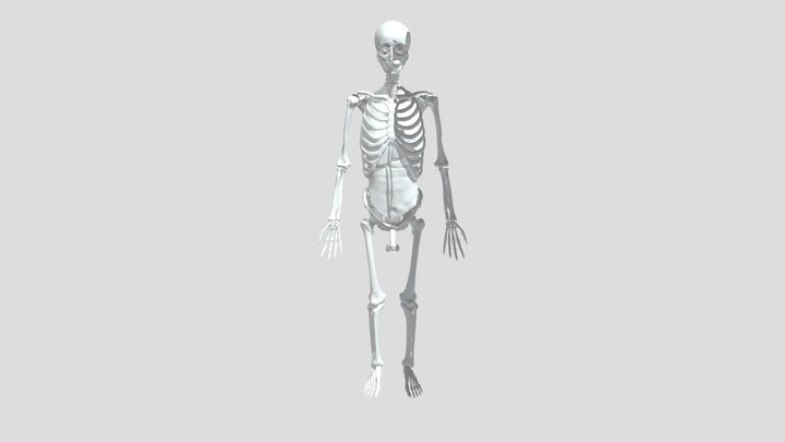 Anatomy 3D Model