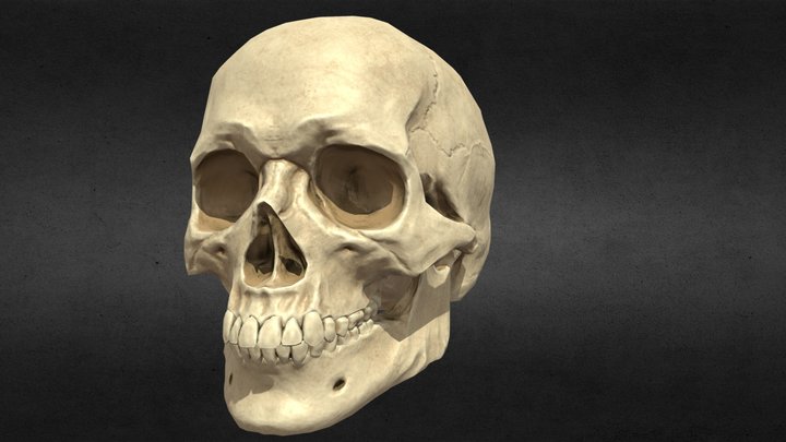 European Male Skull 3D Model