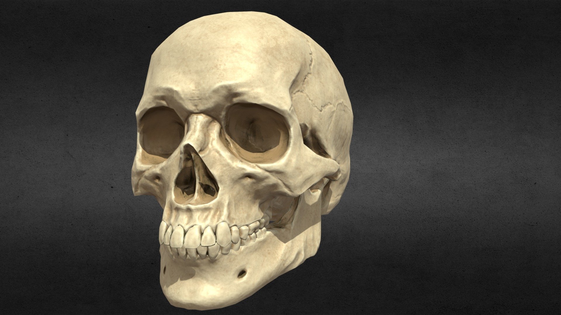 European Male Skull