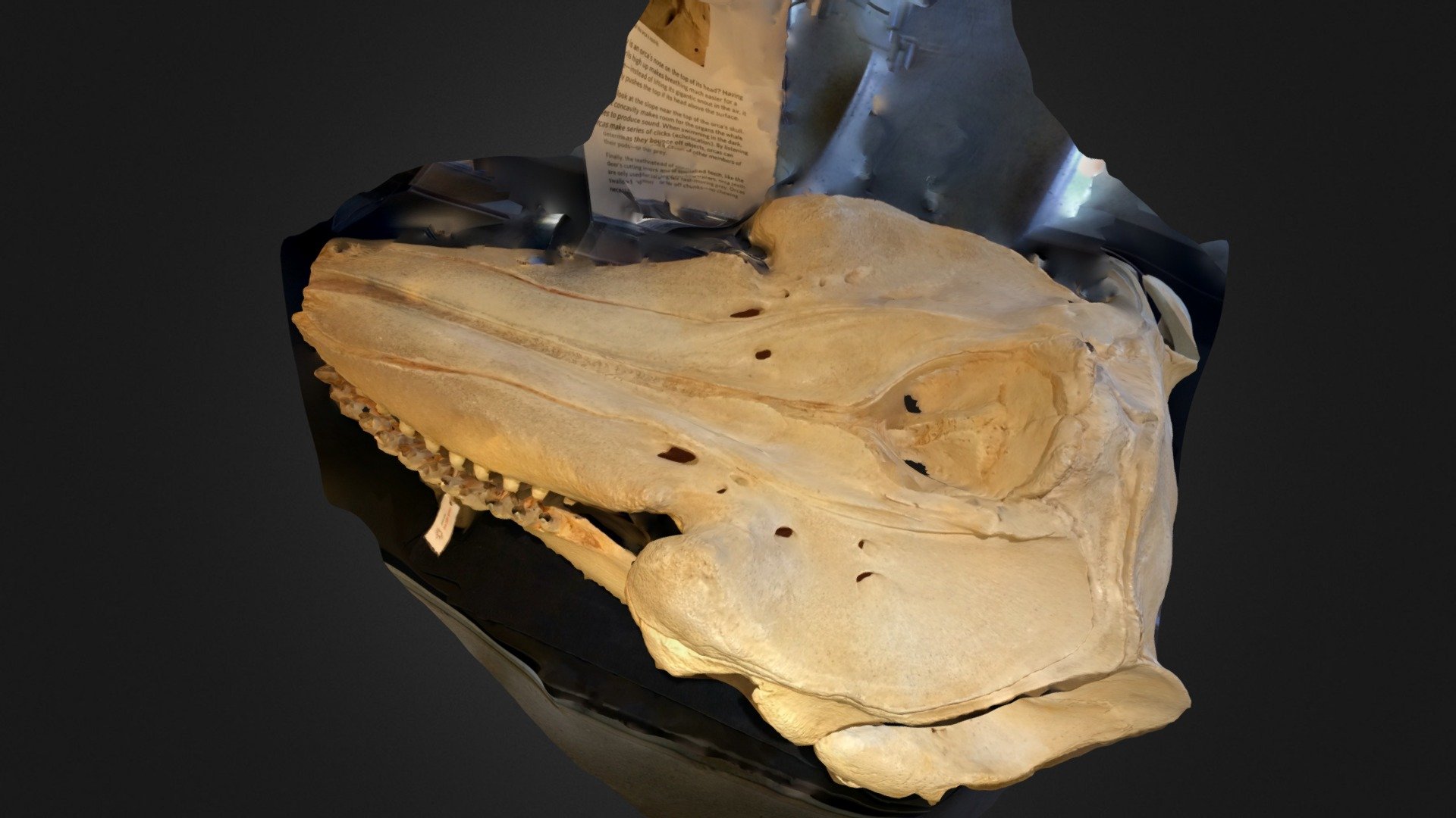 Orca Whale Skull - 3D model by trnio [d5683b8] - Sketchfab