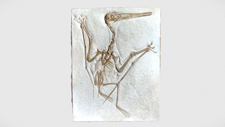Pterodactylus antiquus (cast) 3D Model