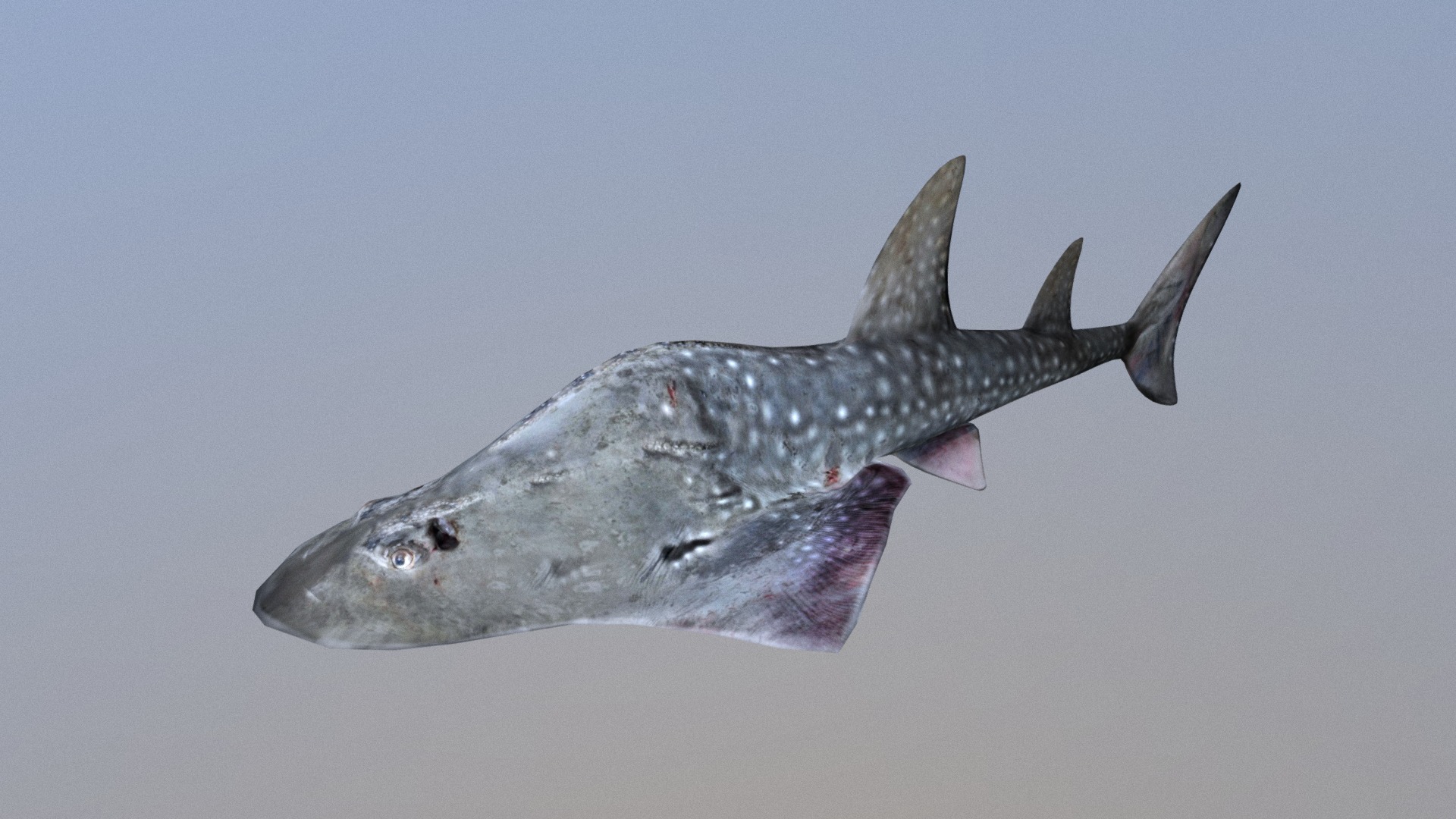 3D model Guitarfish - This is a 3D model of the Guitarfish. The 3D model is about a fish in the water.