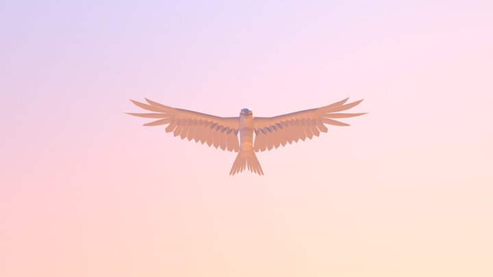 Simple Hawk Model 3D Model
