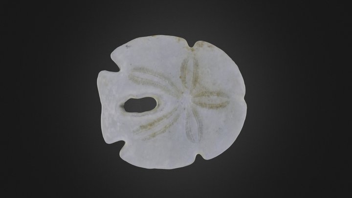 Echinoid: Encope tamiamiensis (PRI 44095)