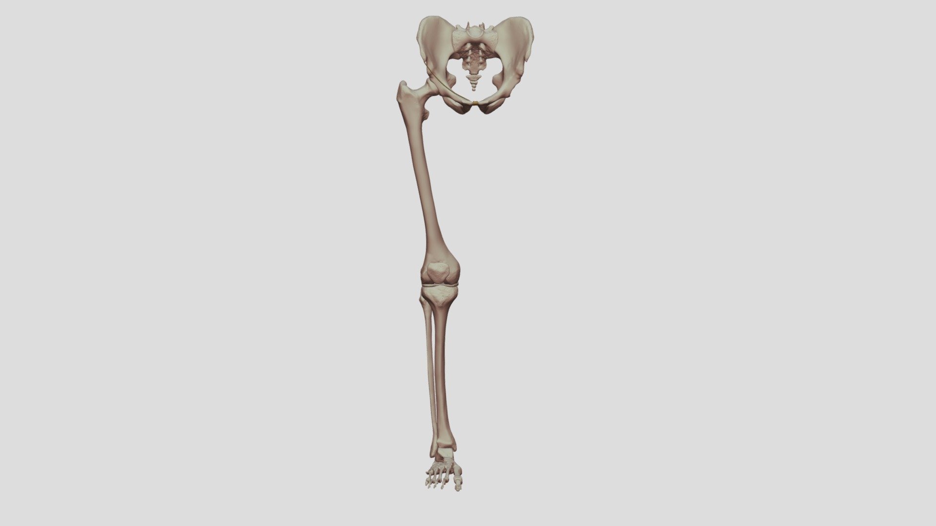 Bones Of The Right Lower Limb - 3D model by Digital Ecorche Massing ...