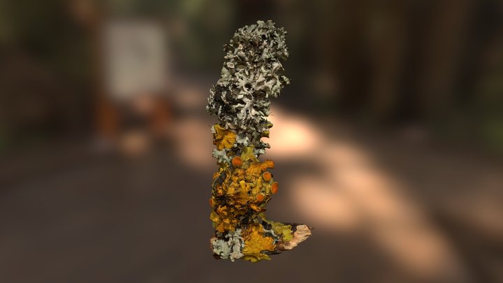 Two lichen species on an apple tree branch 3D Model
