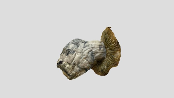 Psychonaut Fuel 3D Model