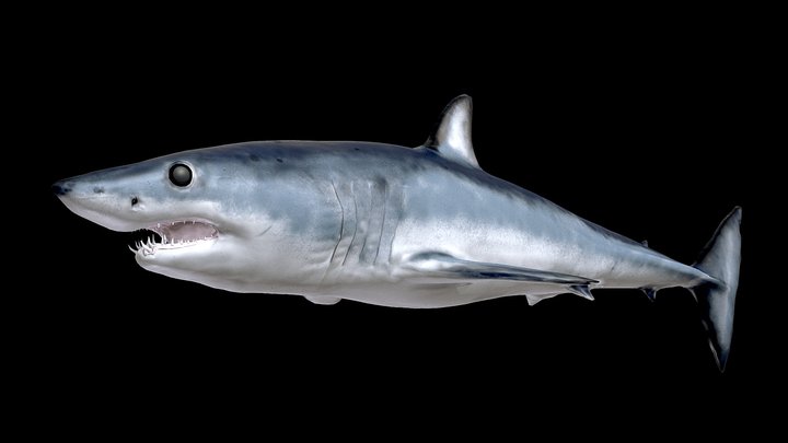 Model 62A - Shortfin Mako
