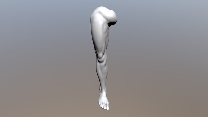 Leg anatomy 3D Model