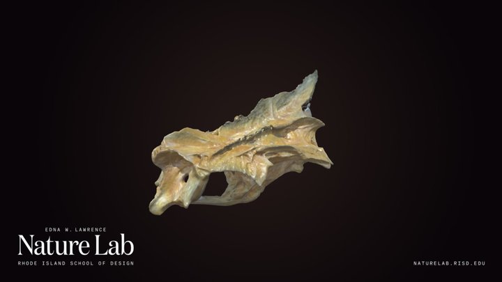 Red Snapper Skull