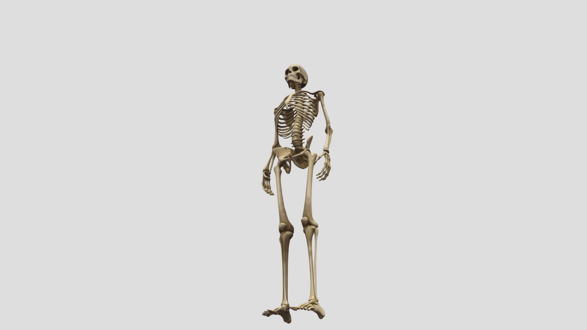 Human Skeleton 3d Model By Na Grandivoriana Nomianastasya D57f068 Sketchfab