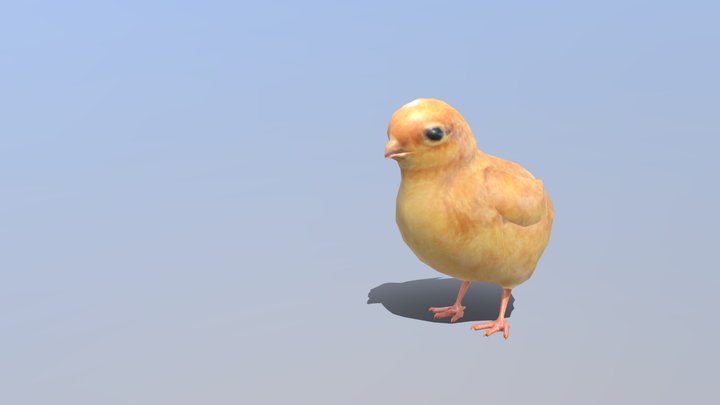 Chick Baby Chicken Bird 3D Model