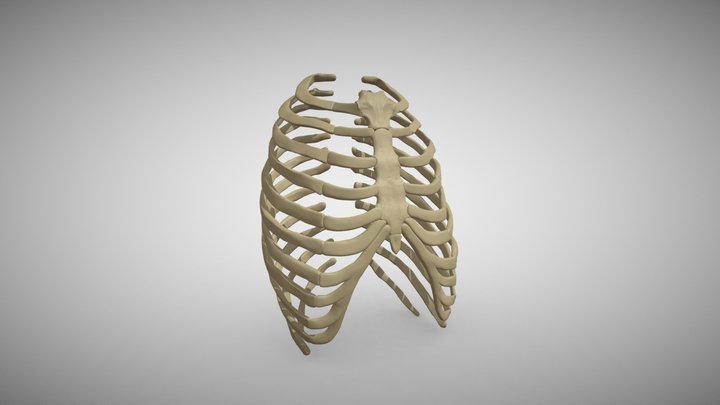 Ribcage 3D Model
