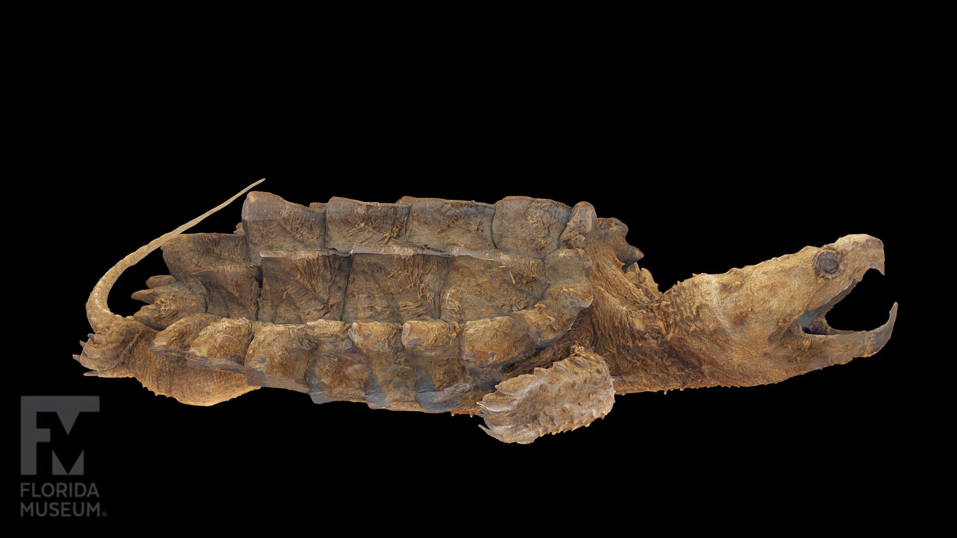 Apalachicola Snapping Turtle (preserved) - 3D model by FloridaMuseum ...