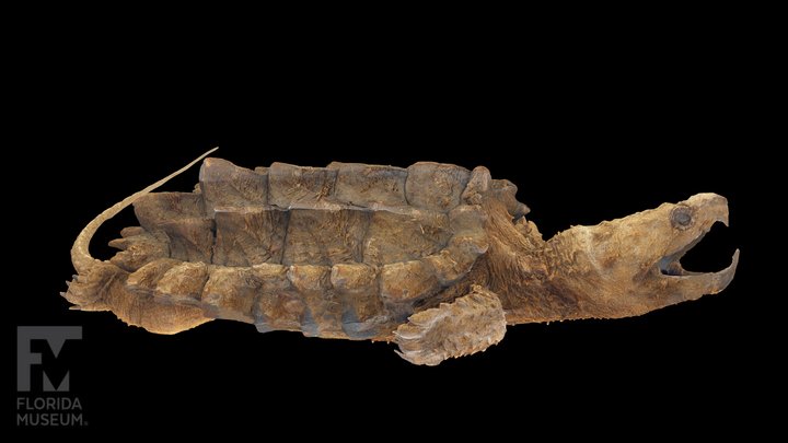 Apalachicola Snapping Turtle (preserved) 3D Model