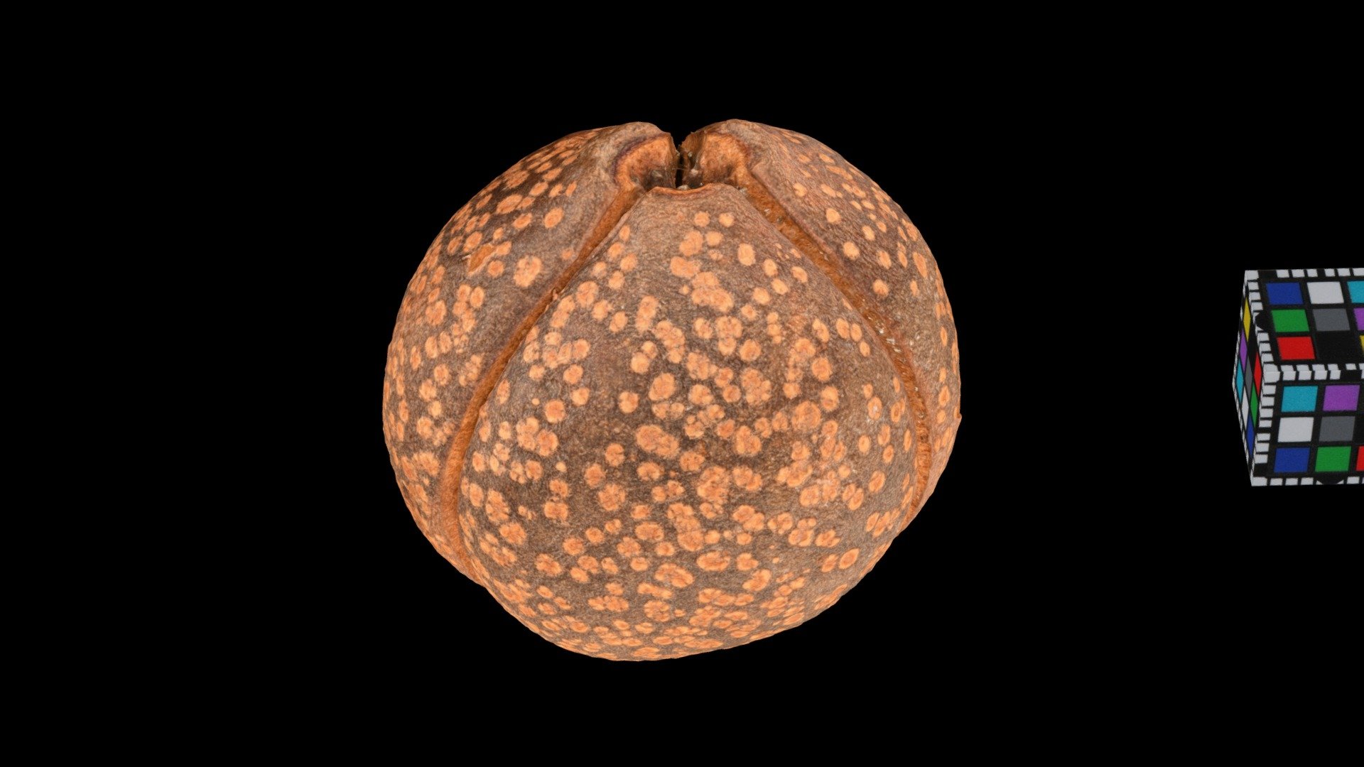 トチノキ Horse Chestnut, Aesculus turbinata